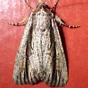 Sympistis atricollaris - Hodges#10128 - photo 2