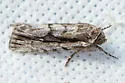 Sympistis atricollaris - Hodges#10128 - photo 4