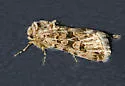Sympistis augustus - Hodges#10096 - Sympistis augustus