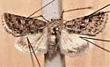 Sympistis augustus - Hodges#10096 - photo 2