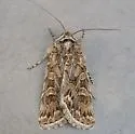 Sympistis augustus - Hodges#10096 - photo 3