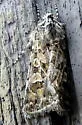Sympistis augustus - Hodges#10096 - photo 4