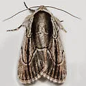 Brown-lined Sallow - Hodges#10059 - photo 2
