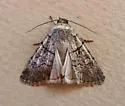 Sympistis bakeri - Hodges#10115