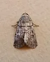 Sympistis bakeri - Hodges#10115 - photo 2