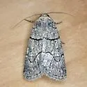 Sympistis bakeri - Hodges#10115 - photo 3