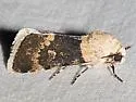 Sympistis basifugens - Hodges#10089 - photo 2