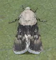 Sympistis basifugens - Hodges#10089 - photo 3