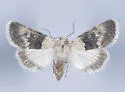 Sympistis basifugens - Hodges#10089 - photo 4
