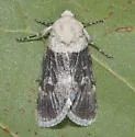 Sympistis basifugens - Hodges#10089 - photo 5