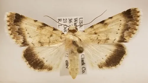 Sympistis benjamini - Hodges#10087 - Sympistis benjamini