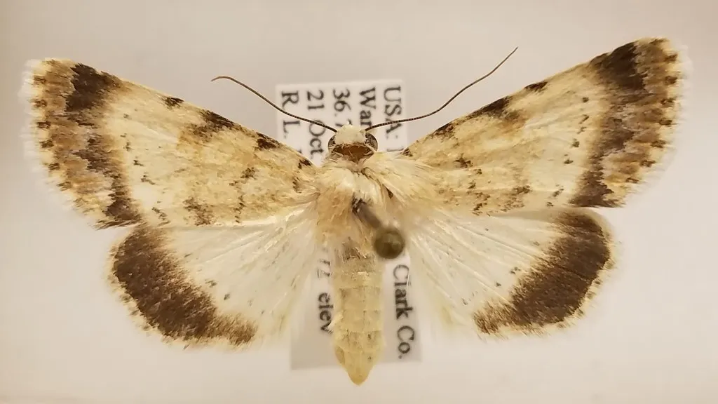 Sympistis benjamini - Hodges#10087 - photo 2