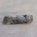 Sympistis bes - Hodges#10150.1 - photo 2
