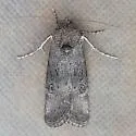 Sympistis bes - Hodges#10150.1 - photo 3