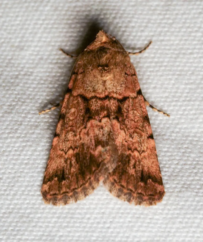 Sympistis buchis - Hodges#10102.2 - photo 2