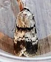 Sympistis buto - Hodges#10113.4