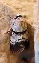 Sympistis buto - Hodges#10113.4 - photo 2