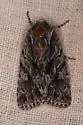 Sympistis californiae - Hodges#10058