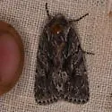 Sympistis californiae - Hodges#10058 - photo 2