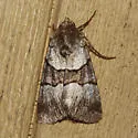 Sympistis chalybdis - Hodges#10123.1