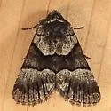 Sympistis chalybdis - Hodges#10123.1 - photo 2