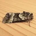 Sympistis chalybdis - Hodges#10123.1 - photo 3