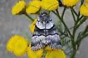 Sympistis chalybdis - Hodges#10123.1 - photo 4