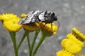 Sympistis chalybdis - Hodges#10123.1 - photo 5