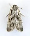 Sympistis chandleri - Hodges#10140
