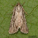 Sympistis chandleri - Hodges#10140 - photo 3