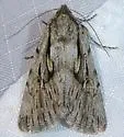 Sympistis chandleri - Hodges#10140 - photo 4