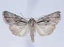 Sympistis chandleri - Hodges#10140 - photo 5