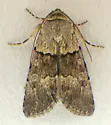 Sympistis cherti - Hodges#10118.3 - photo 2