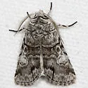 Fringe-Tree Sallow - Hodges#10067 - photo 2