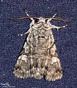 Fringe-Tree Sallow - Hodges#10067 - photo 3