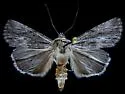 Sympistis chons - Hodges#10135.7