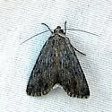 Sympistis chons - Hodges#10135.7 - photo 2