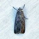 Sympistis chons - Hodges#10135.7 - photo 3
