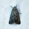 Sympistis chons - Hodges#10135.7 - photo 4