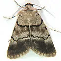 Sympistis chorda - Hodges#10113