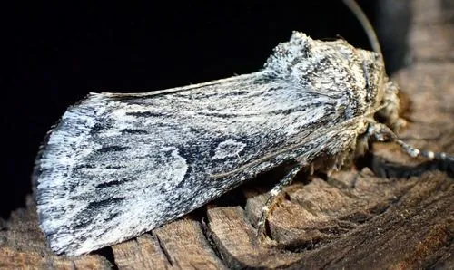 Sympistis ciliata - Hodges#10138