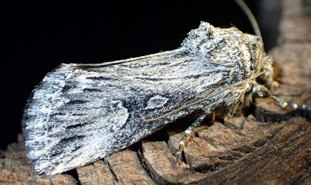 Sympistis ciliata - Hodges#10138 - photo 2