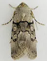 Sympistis columbia - Hodges#10118 - photo 2