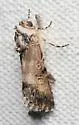 Sympistis coprocolor - Hodges#10085.1 - photo 2