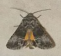 Sympistis corusca - Hodges#10074 - Sympistis corusca