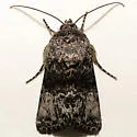 Sympistis corusca - Hodges#10074 - photo 2