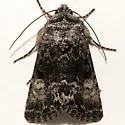 Sympistis corusca - Hodges#10074 - photo 4