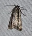 Sympistis cottami - Hodges#10129 - photo 2