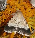 Sympistis deceptiva - Hodges#10088