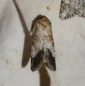 Sympistis deceptiva - Hodges#10088 - photo 2